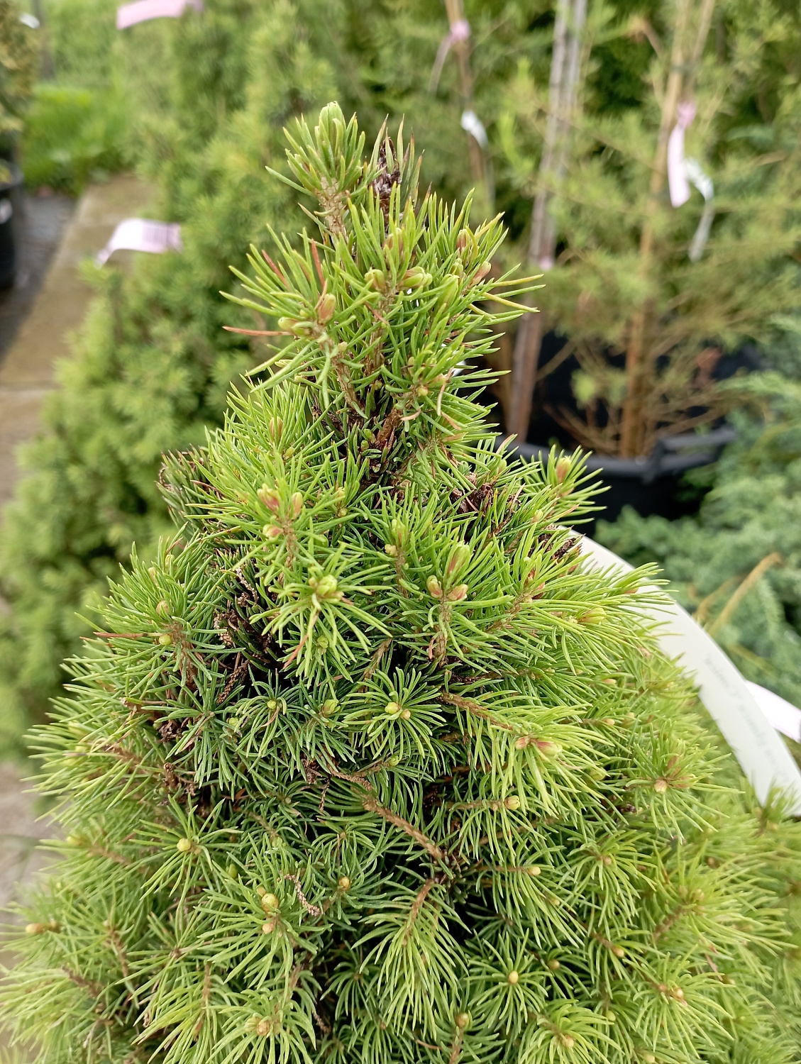 Ель сизая "Conica"