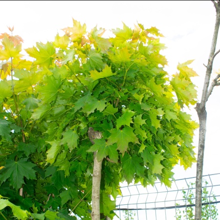 Клен остролистный "Globosum"