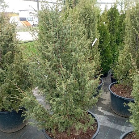 Можжевельник скальный "Moffat Blue"