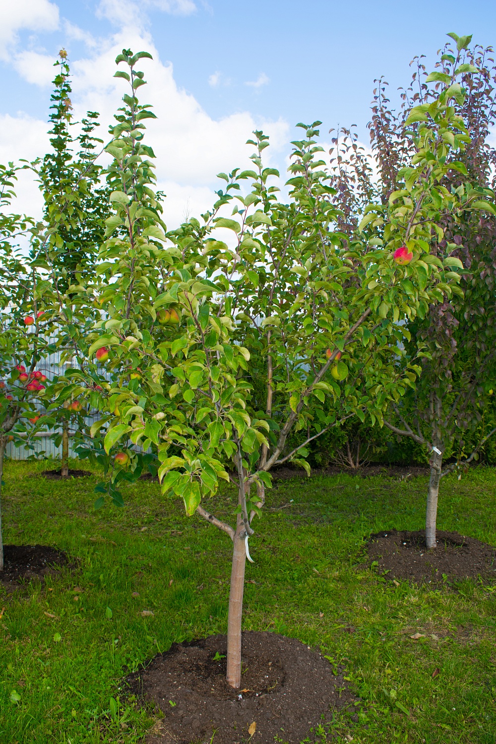 Яблоня "Жигулевское"