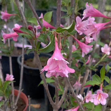 Вейгела "Stryriaca" (Стириака)