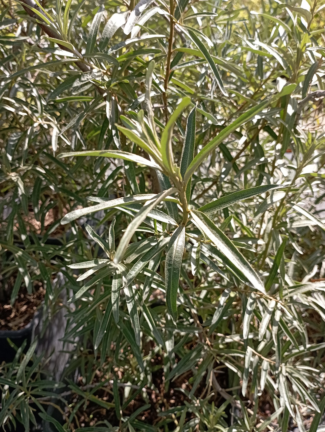 Облепиха Ботаническая любительская