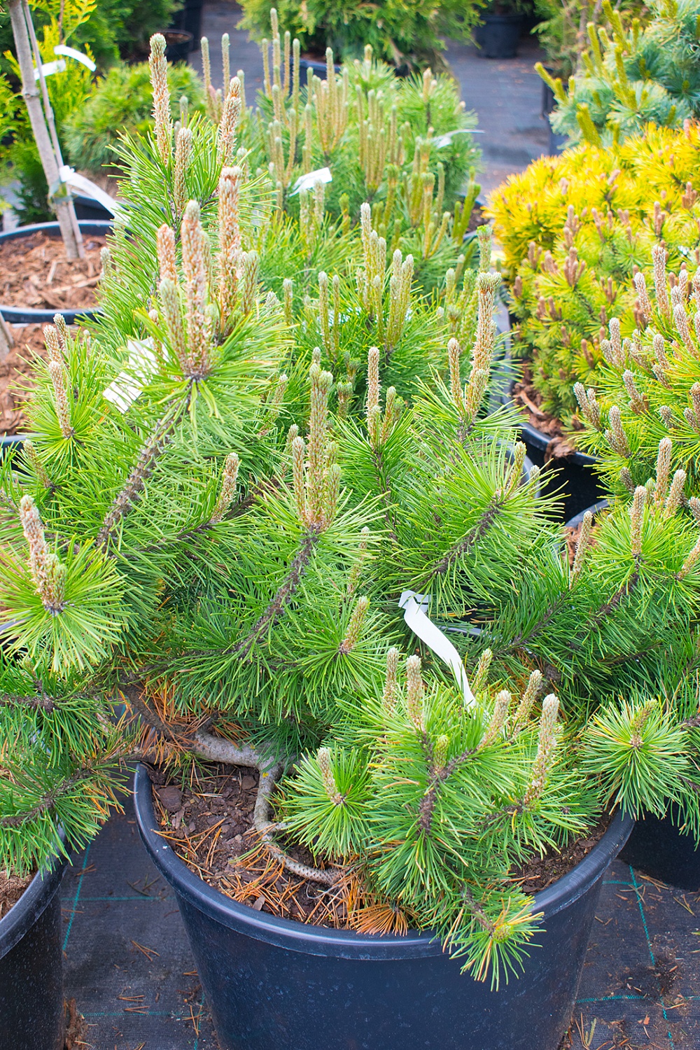 Сосна горная