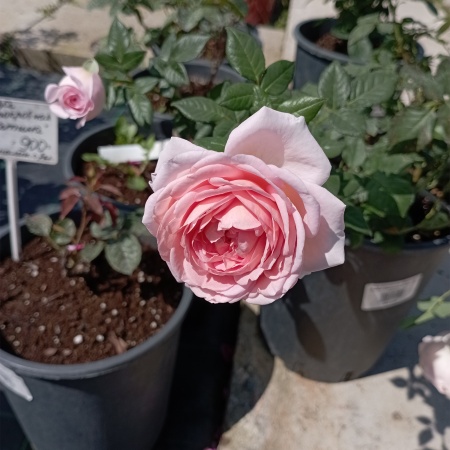 Роза английская "Abraham Darby"