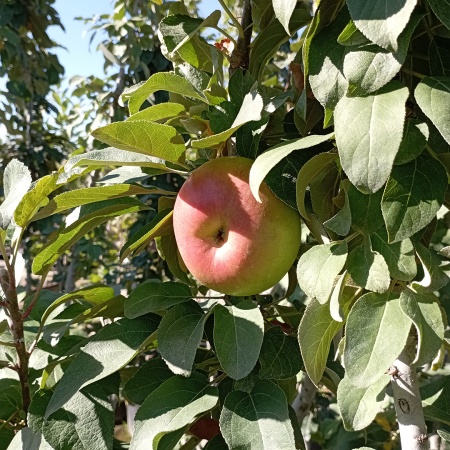 Яблоня колонновидная Краснознаменное/Алые Паруса (зима)
