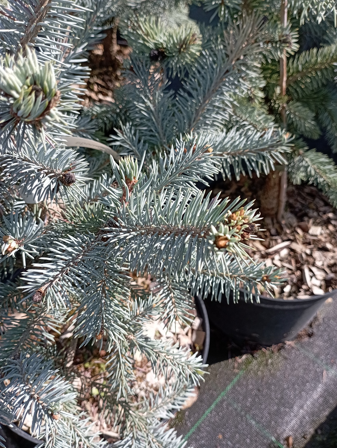 Ель колючая "Олденбург" / Picea pungens "Oldenburg"