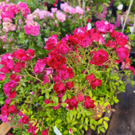 Роза Ред Дрифт