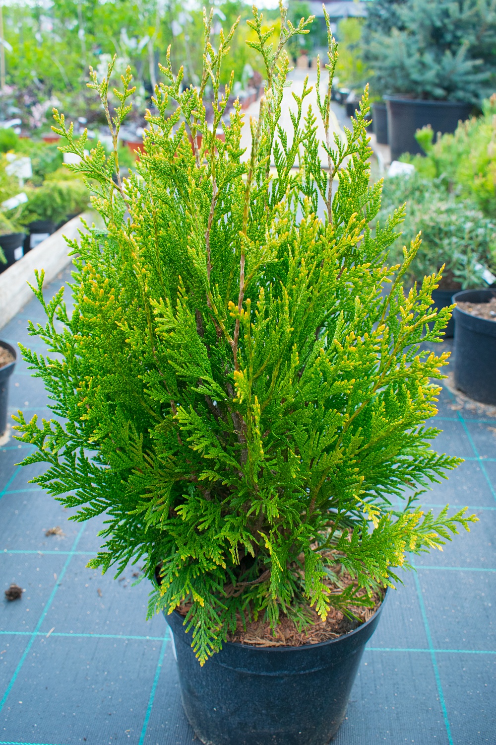 6 хвойных для вашего сада. Как правильно выбрать?