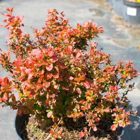 Барбарис тунберга "Admiration" (Адмирейшн)