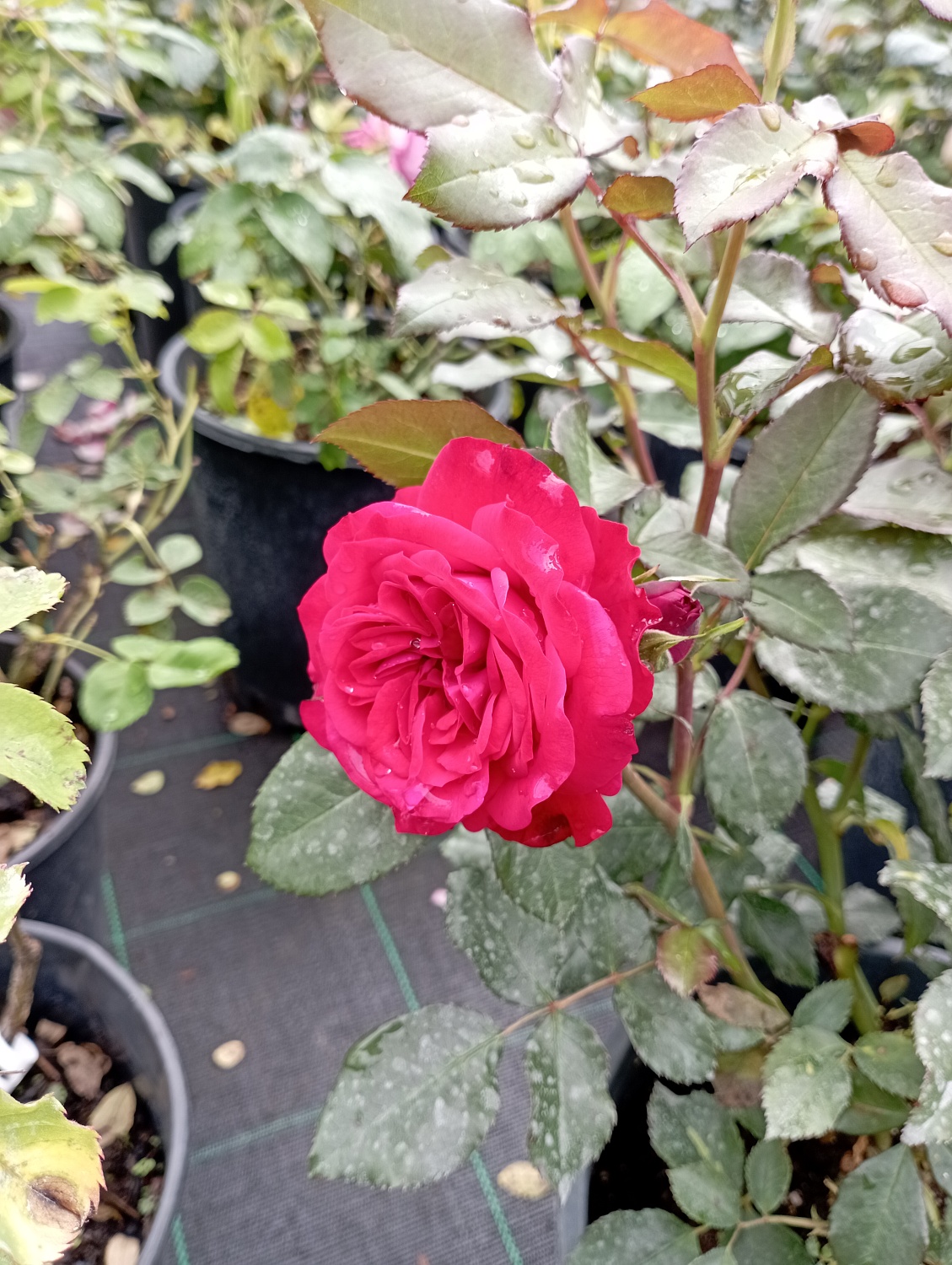 Роза английская "Кинг Артур" (King Arthur)