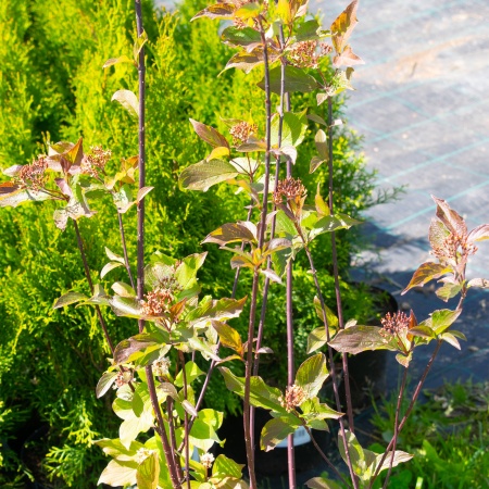 Дерен белый "Сибирика" / Cornus "Sibirica"