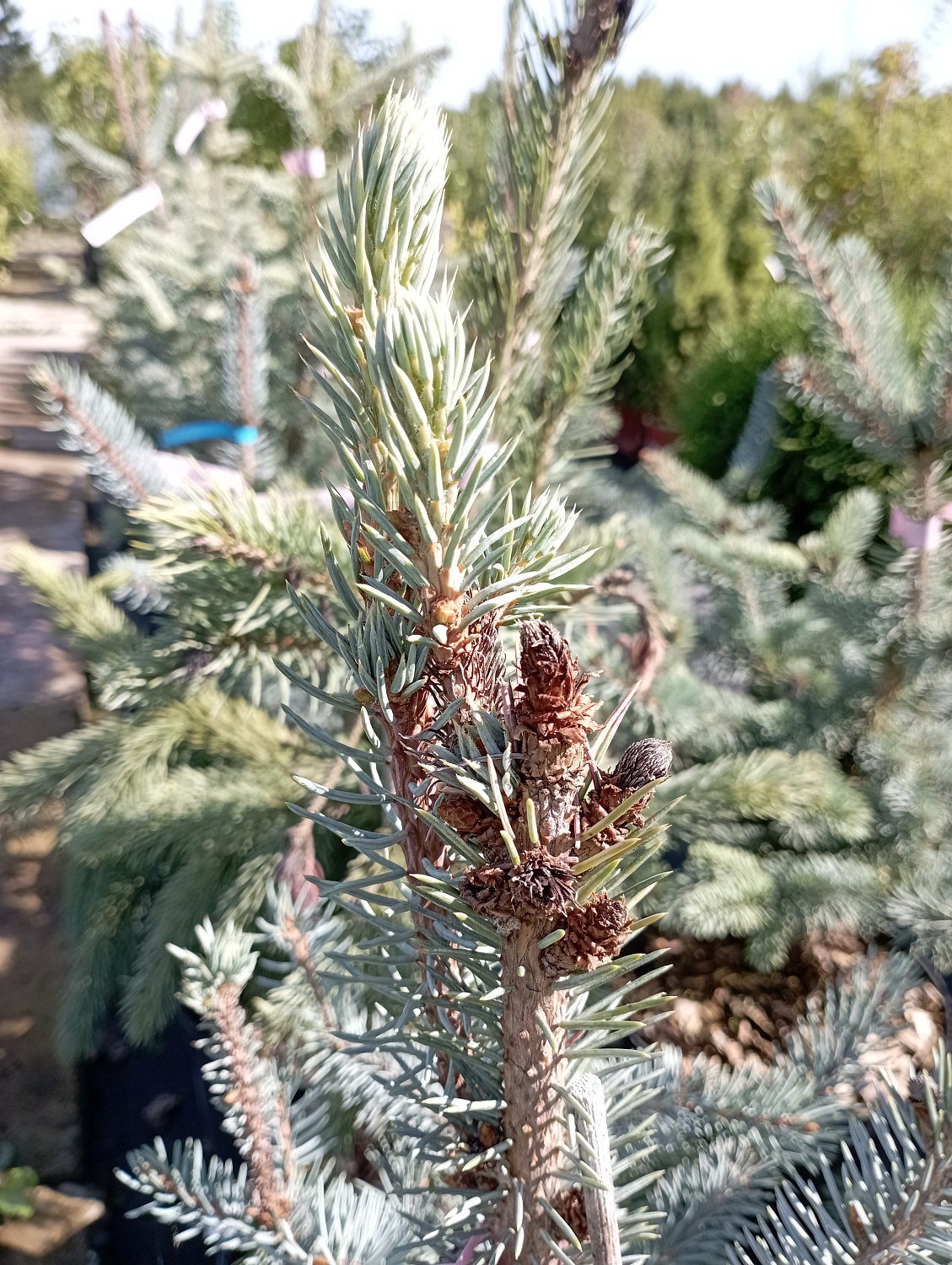Ель колючая "Олденбург" / Picea pungens "Oldenburg"