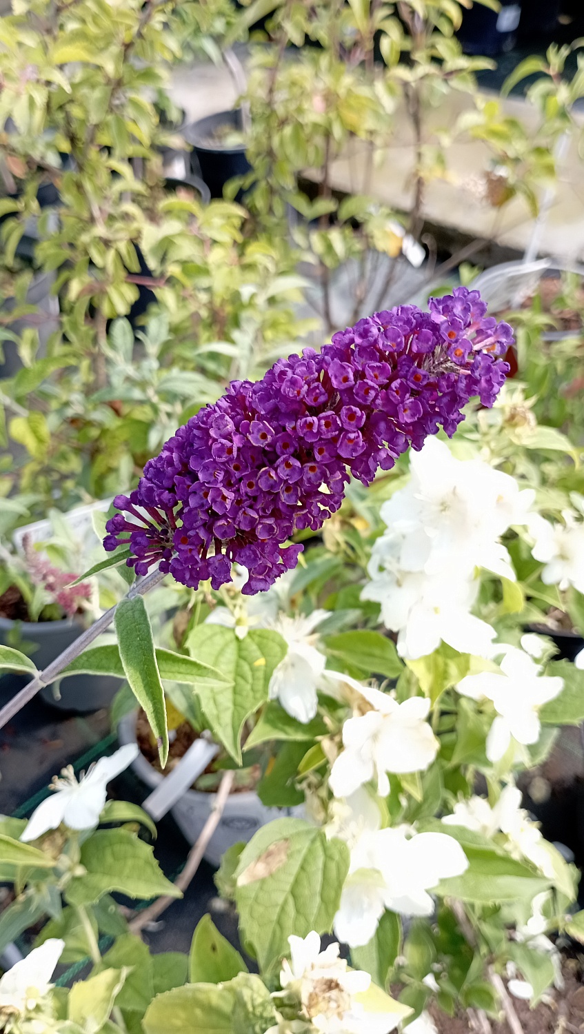 Буддлея Давида "Black Knight" (Блэк Найт)