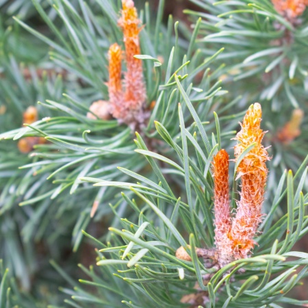 Сосна обыкновенная "Ватерери" / Pinus sylvestris "Watereri"
