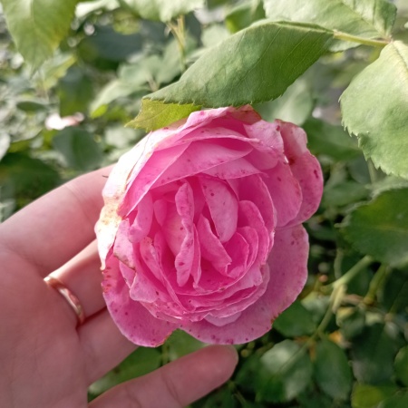 Роза бурбонская "Ля Рен Викториа" (La Reine Victoria)