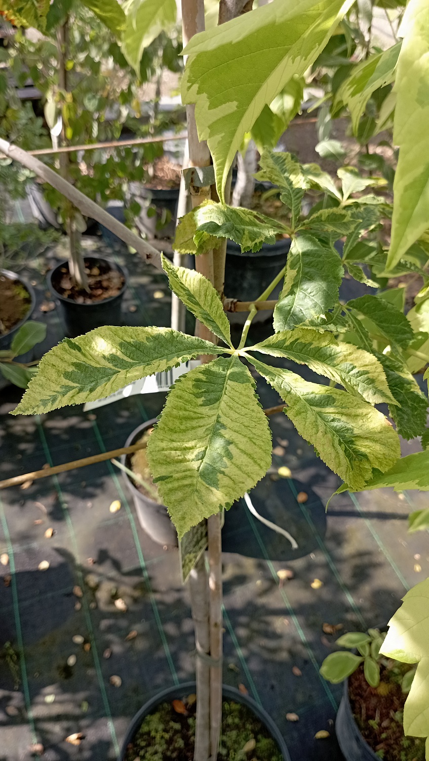 Каштан конский Marginata