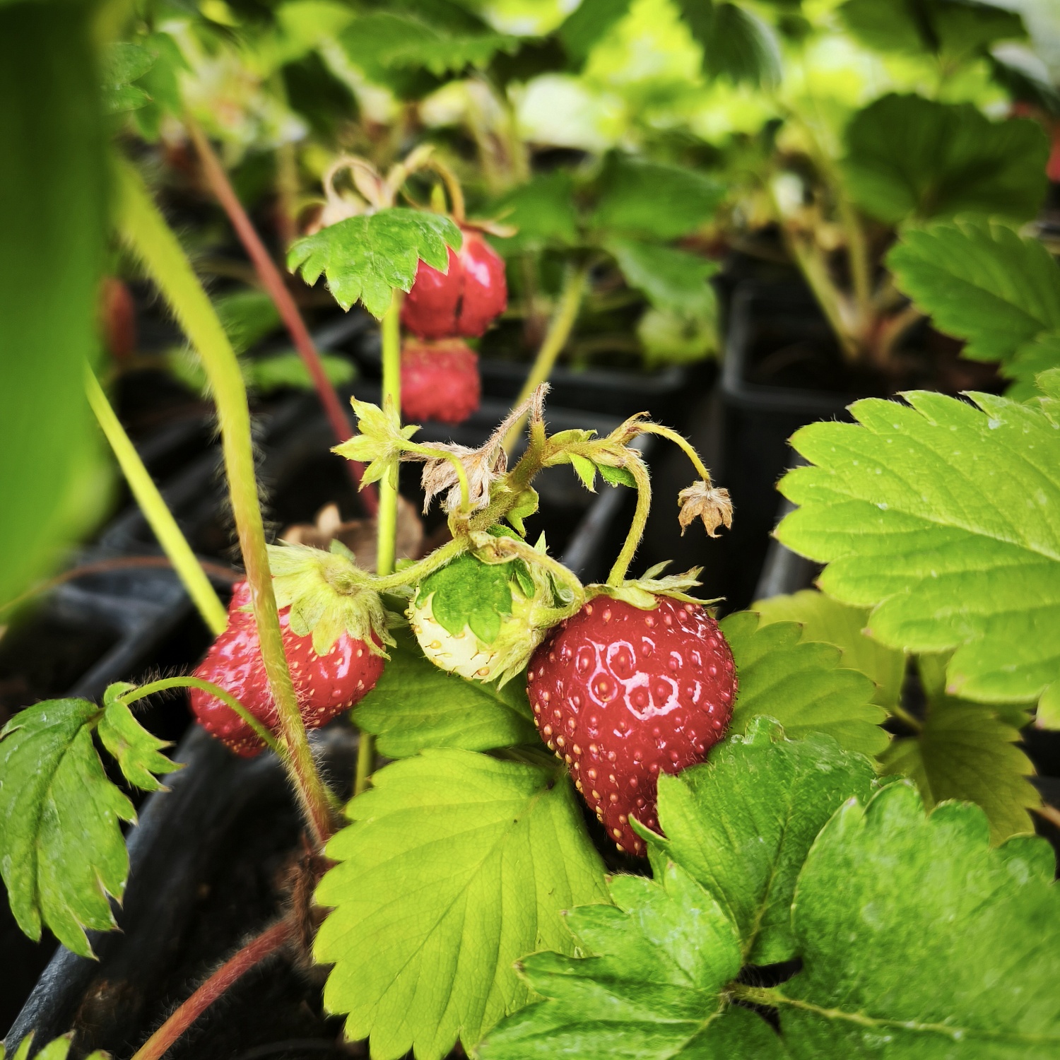 У нас поступление земляники