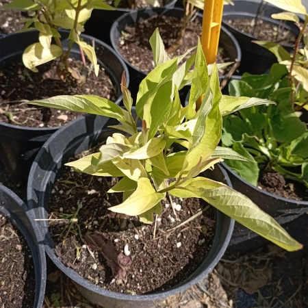 Дерен белый "Aurea"