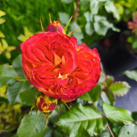 Роза Вулканика