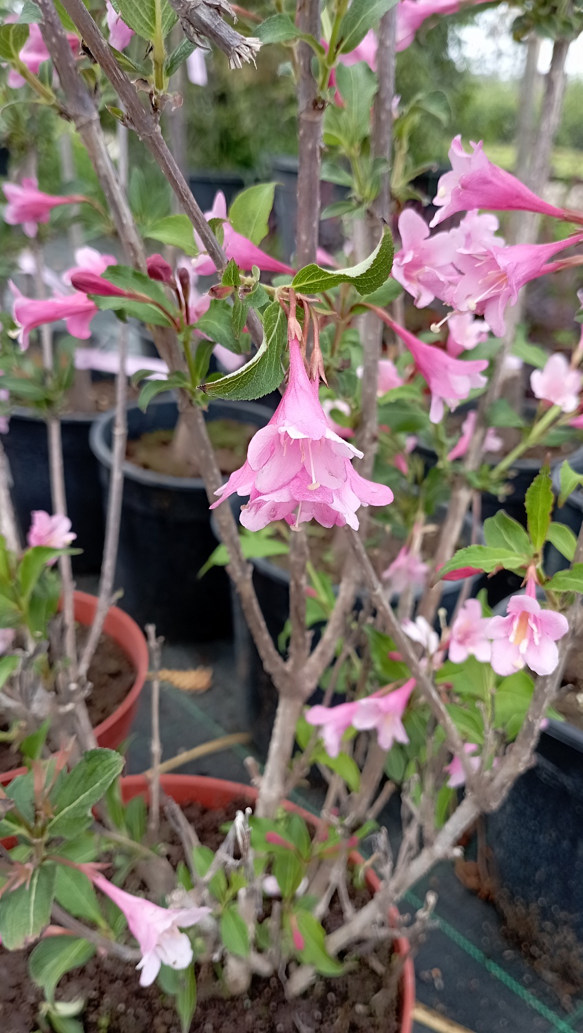 Вейгела "Stryriaca" (Стириака)