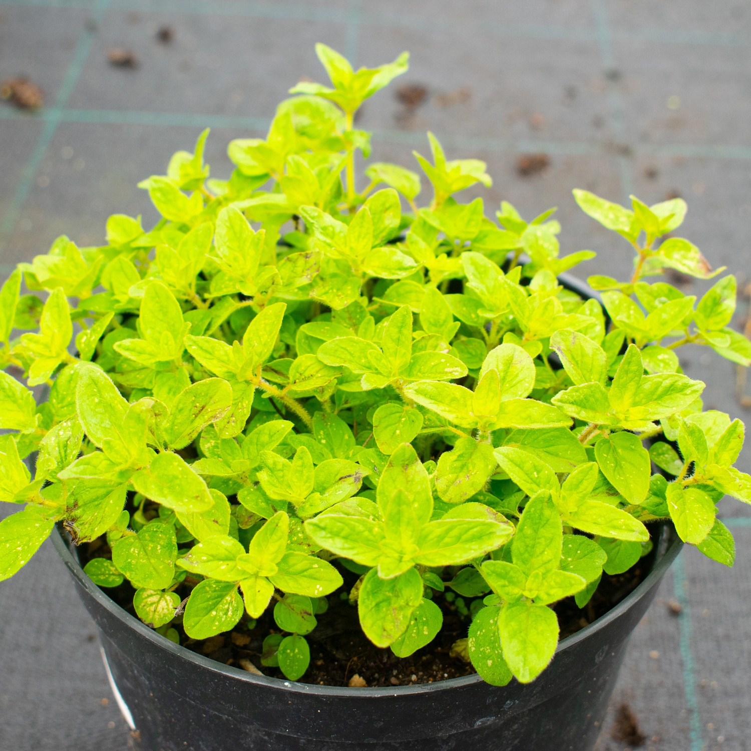 Какие растения радуют нас цветением на протяжении многих лет и при этом неприхотливы в уходе? 