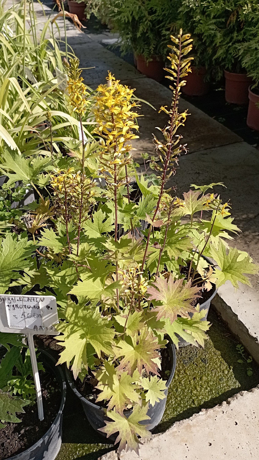 Бузульник узкоголовчатый "Рокет"