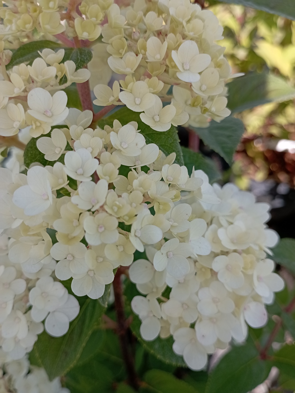 Гортензия метельчатая "Dentelle de Gorron"