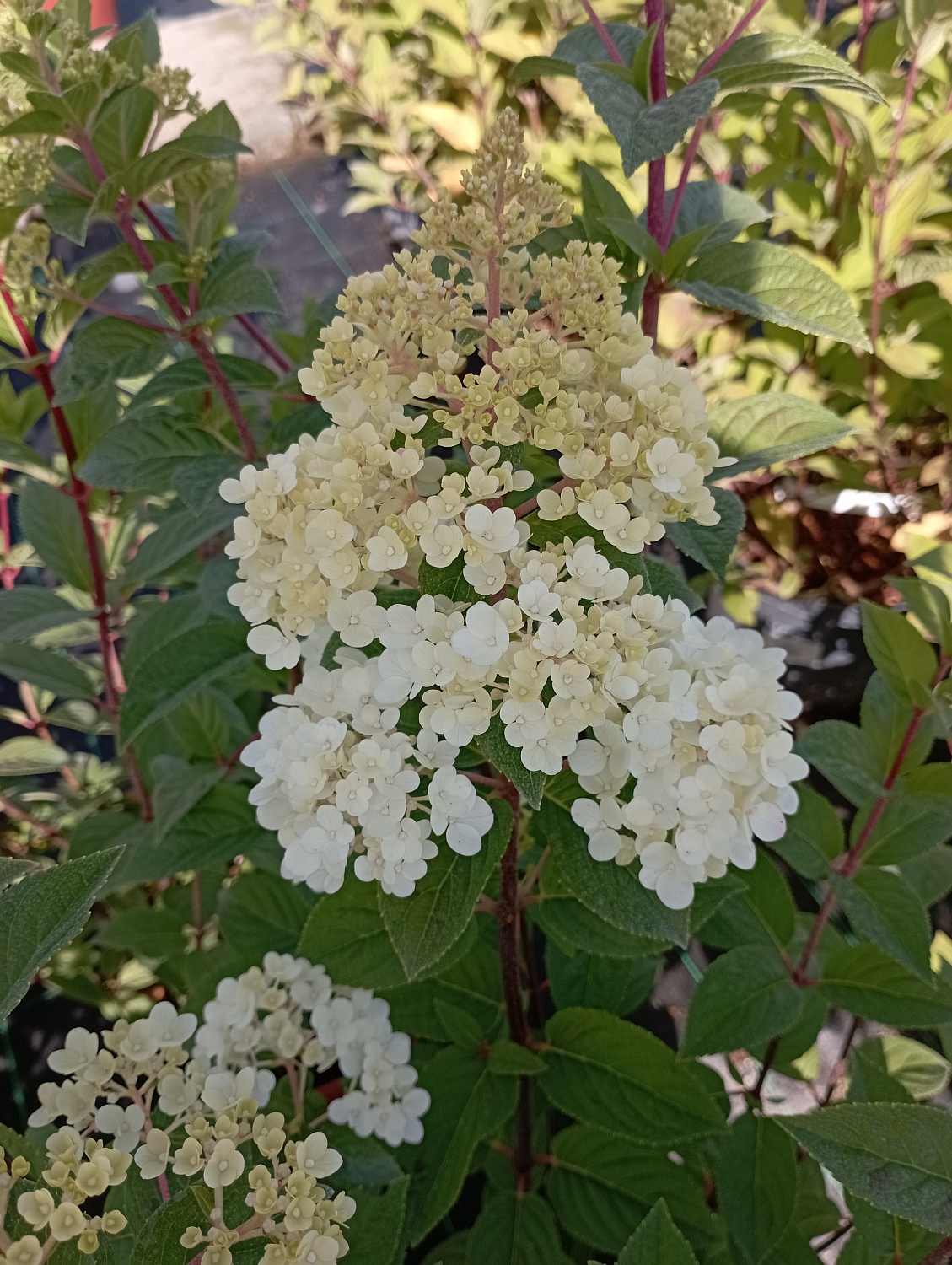 Гортензия метельчатая "Dentelle de Gorron"