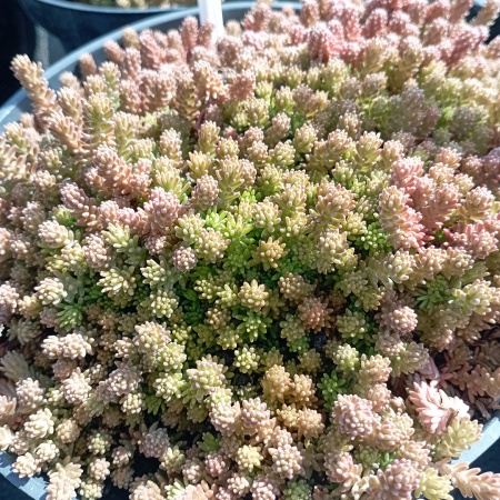 Очиток едкий