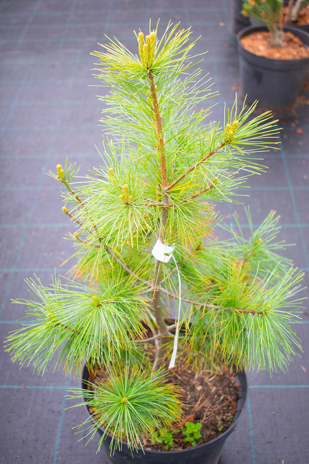 Сосна "Веймутова"