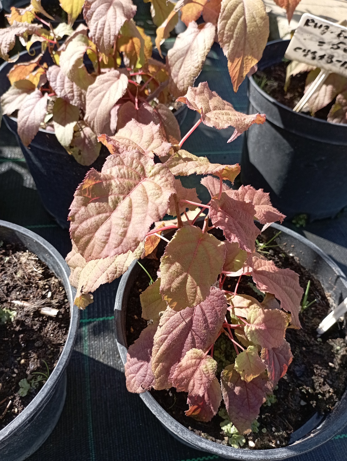 Актинидия Сладкая Палочка