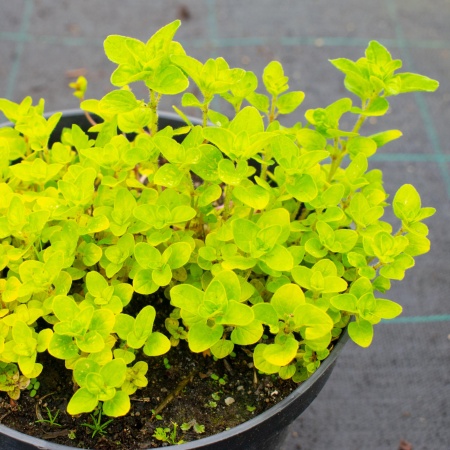 Душица "Aureum"