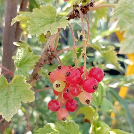 Смородина красная "Голландская розовая"