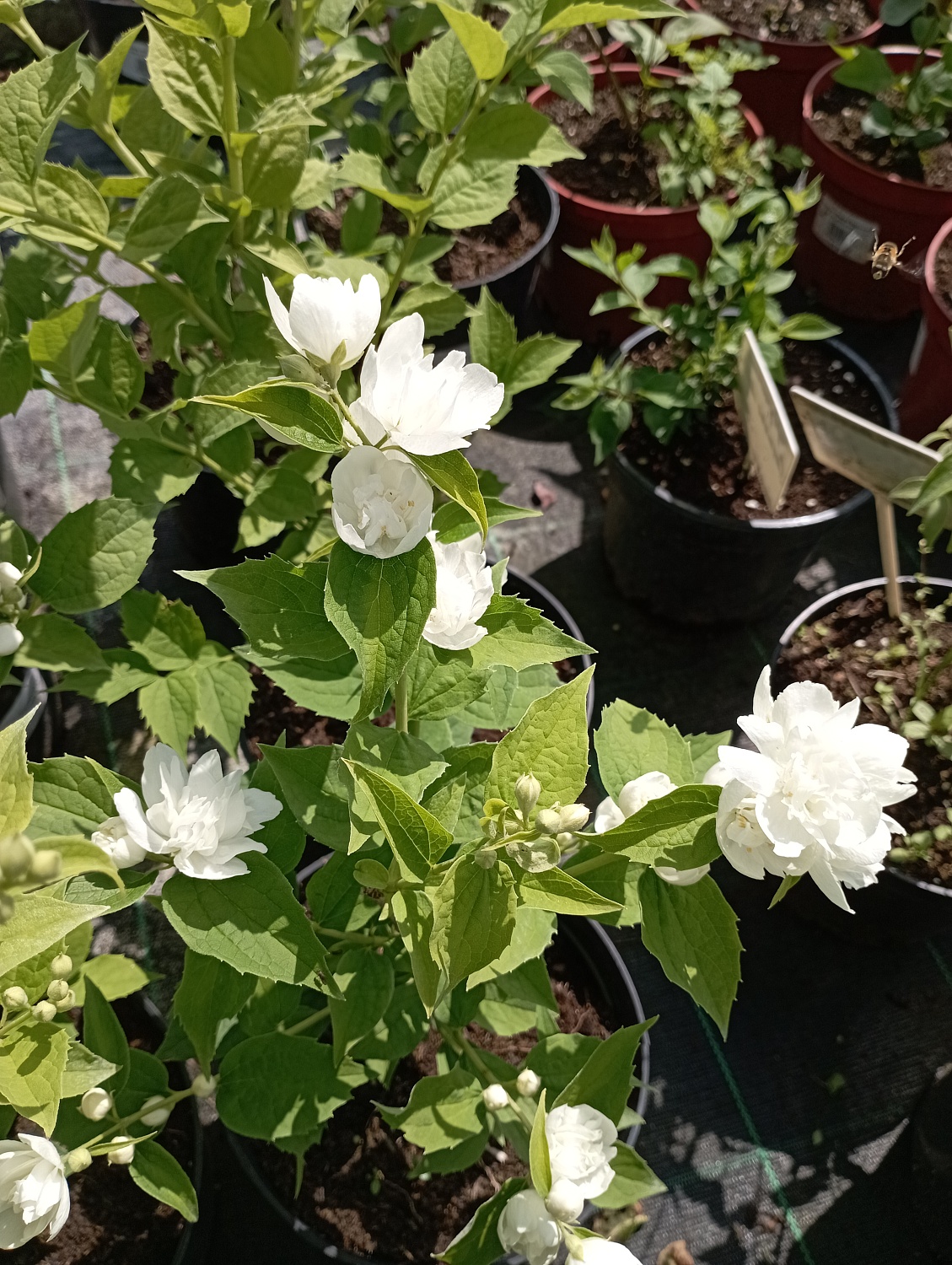 Чубушник венечный "Память о Вехове"