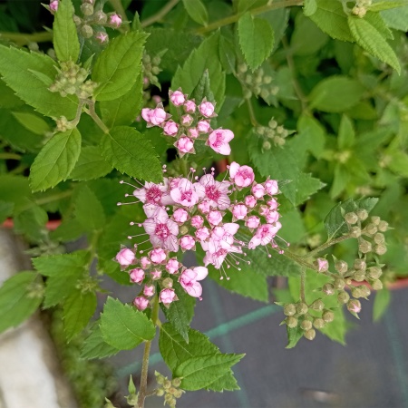 Спирея японская "Литтл Принцесс" / Spiraea japonica "Little Princess"