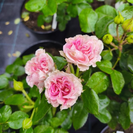 Роза Свит Флоу