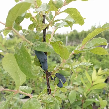 Жимолость "Амфора"