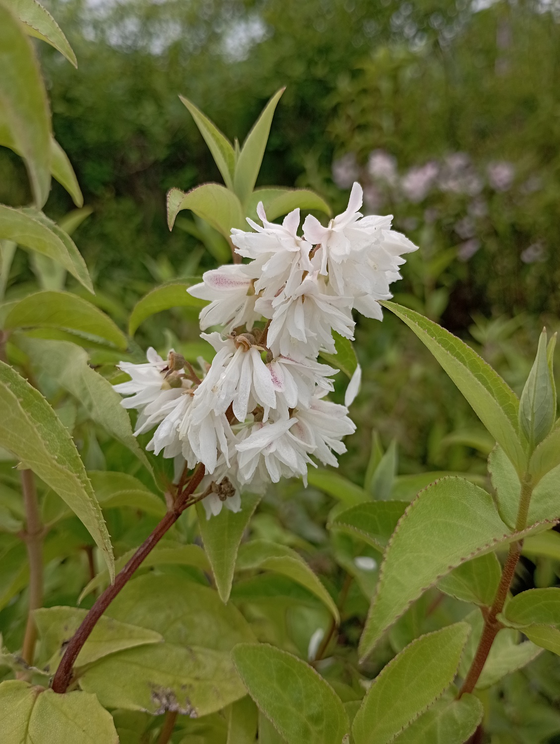 Дейция шершавая