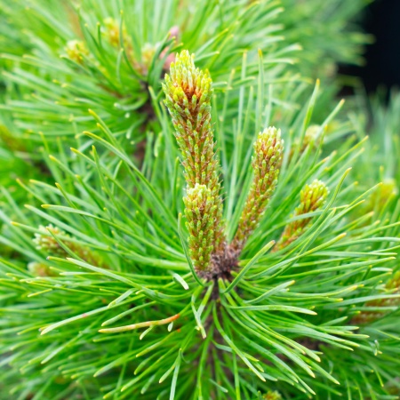 Сосна горная