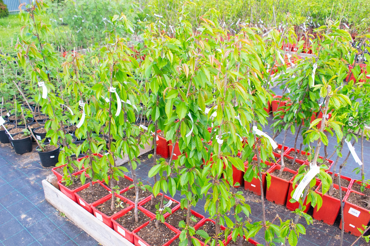 Черешня «Ревна»