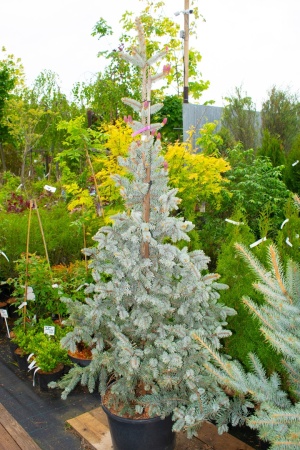 Ель колючая "Олденбург" / Picea pungens "Oldenburg"