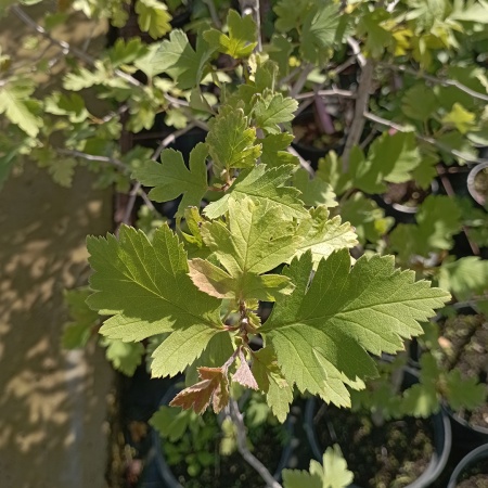 Боярышник зеленомясый черноплодный 