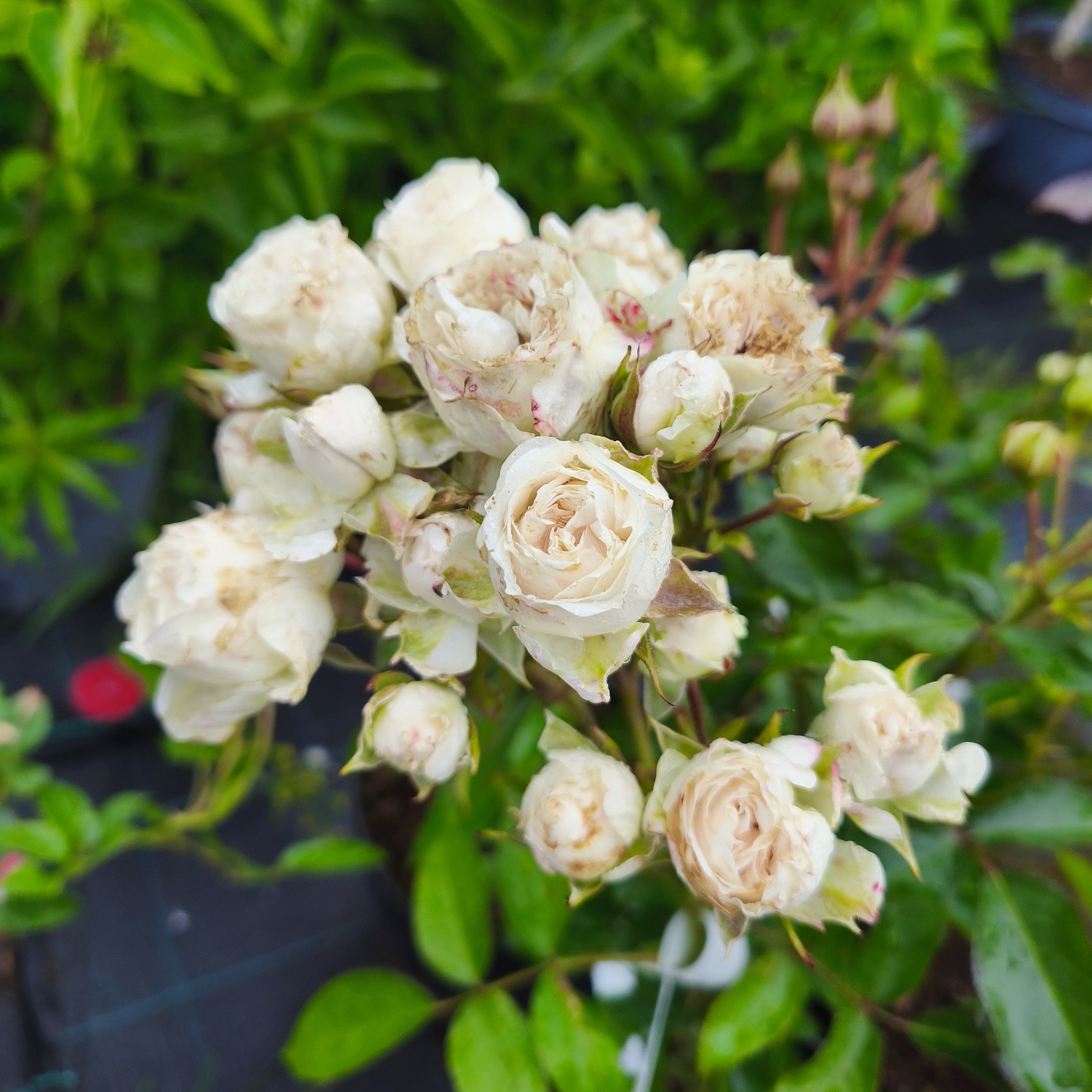 Роза Сноуфлейк