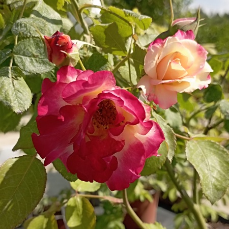 Роза парковая "Кэмпфайр" (Campfire)