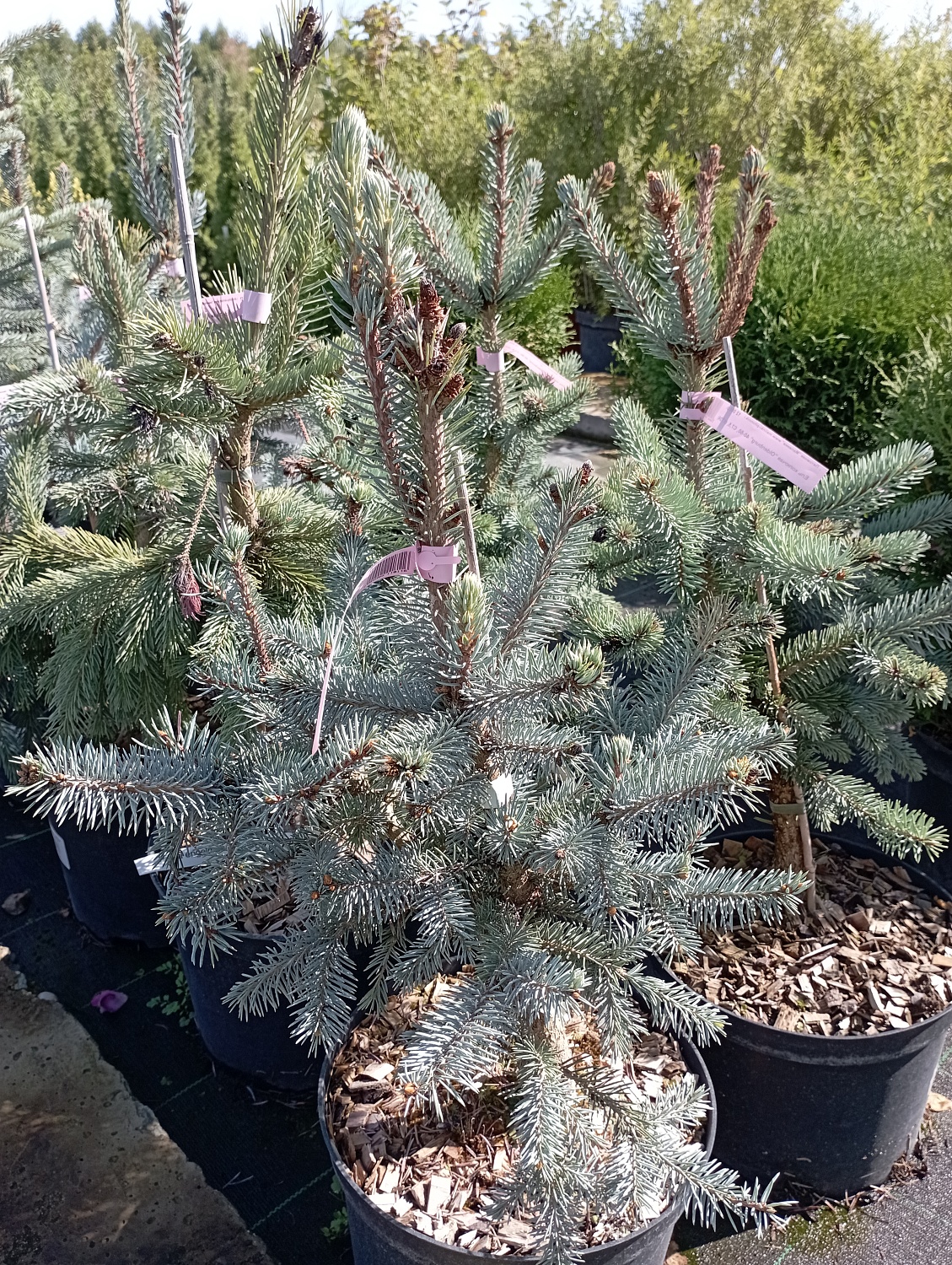Ель колючая "Олденбург" / Picea pungens "Oldenburg"