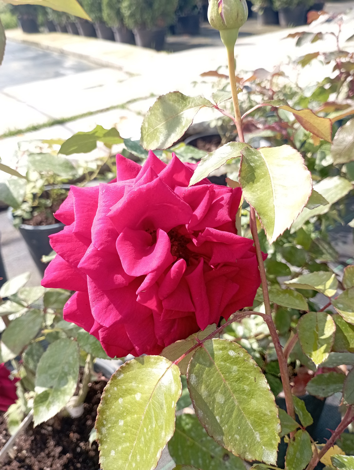 Роза чайно-гибридная "Секси Ред" (Sexy Red)