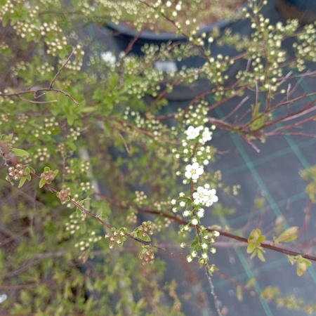 Спирея серая "Grefsheim"