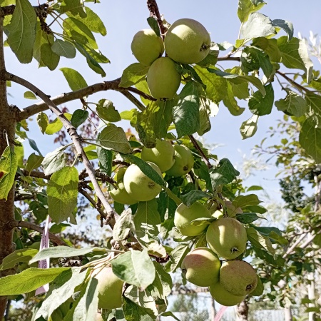 Яблоня декоративная Яркая Весна