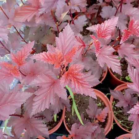 Пузыреплодник калинолистный "Andre" (Андре)