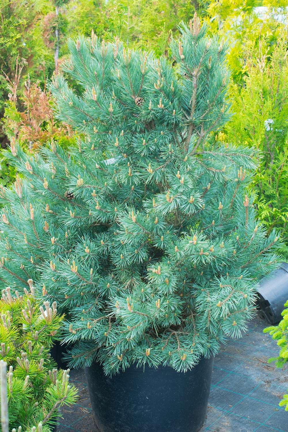 Сосна обыкновенная "Ватерери" / Pinus sylvestris "Watereri"